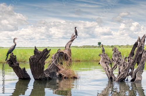 African birds on Chobe River, Botswana