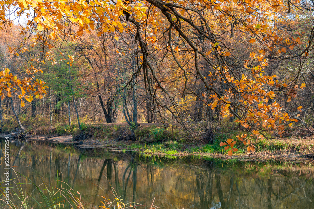 The branches of the autumn forest loom over the quiet river. The brightest time of autumn is golden autumn. Trees, before plunging into a long sleep, throw gold clothes from rapidly yellowing leaves.