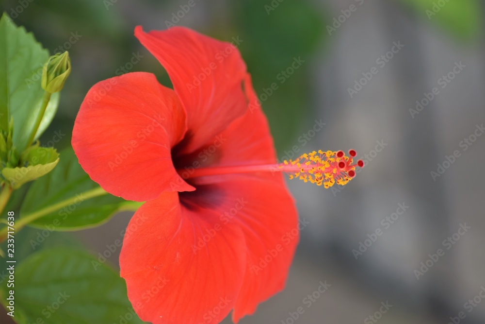 beautiful Cyprus garden beautiful Cyprus garden