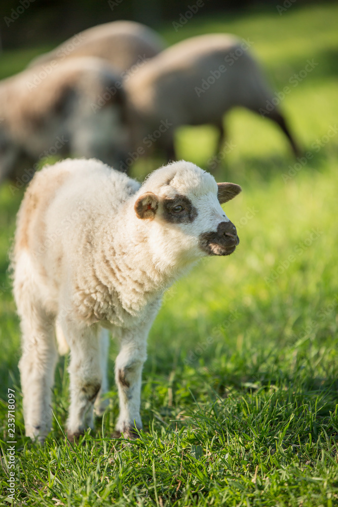 Small cute lamb gambolling in a farm. Small Sheep on the meadow. Small cute lamb gambolling in a farm. Small Sheep on the meadow.