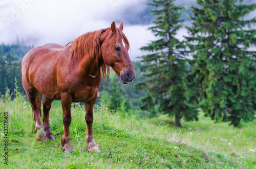 brown horse on a pasture alone in the mountains © ncikname