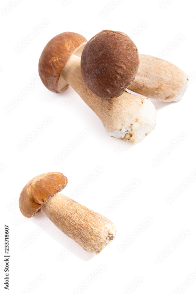 Several porcini mushrooms known as boletus edulis isolated on white background. Several porcini mushrooms known as boletus edulis isolated on white background.