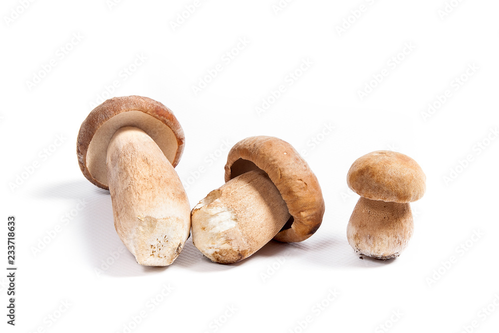Several porcini mushrooms known as boletus edulis isolated on white background. Several porcini mushrooms known as boletus edulis isolated on white background.