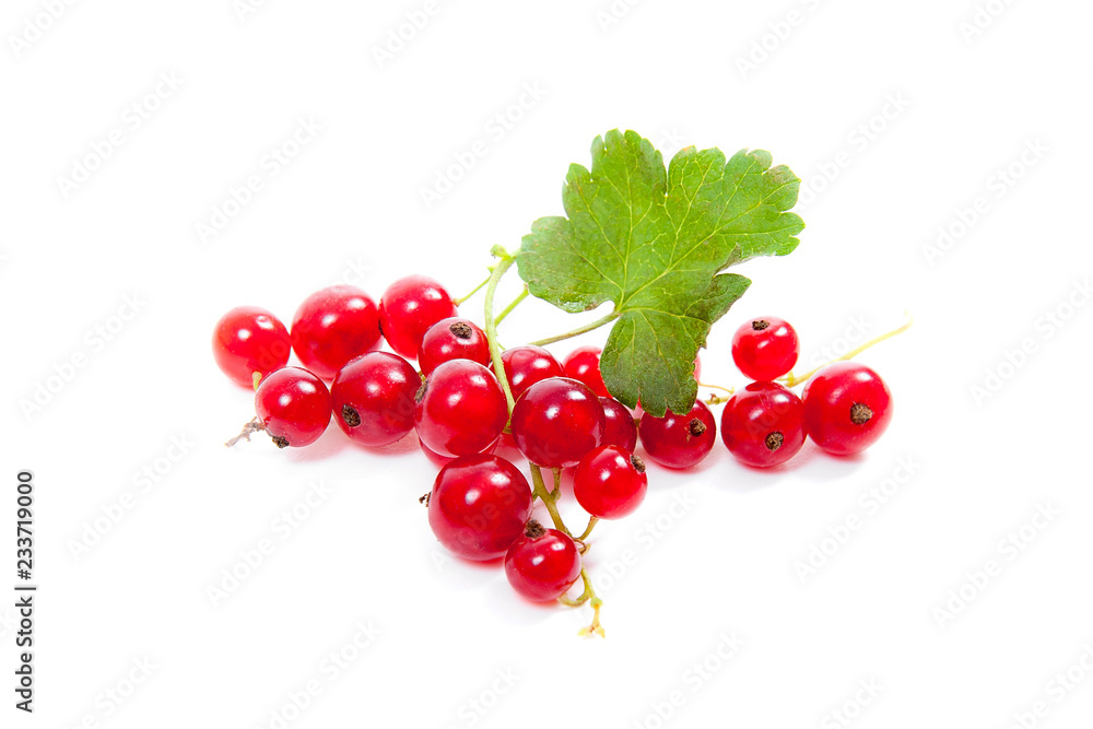 Red currant berry isolated on white. A bunch of red currant.. Red currant berry isolated on white. A bunch of red currant..