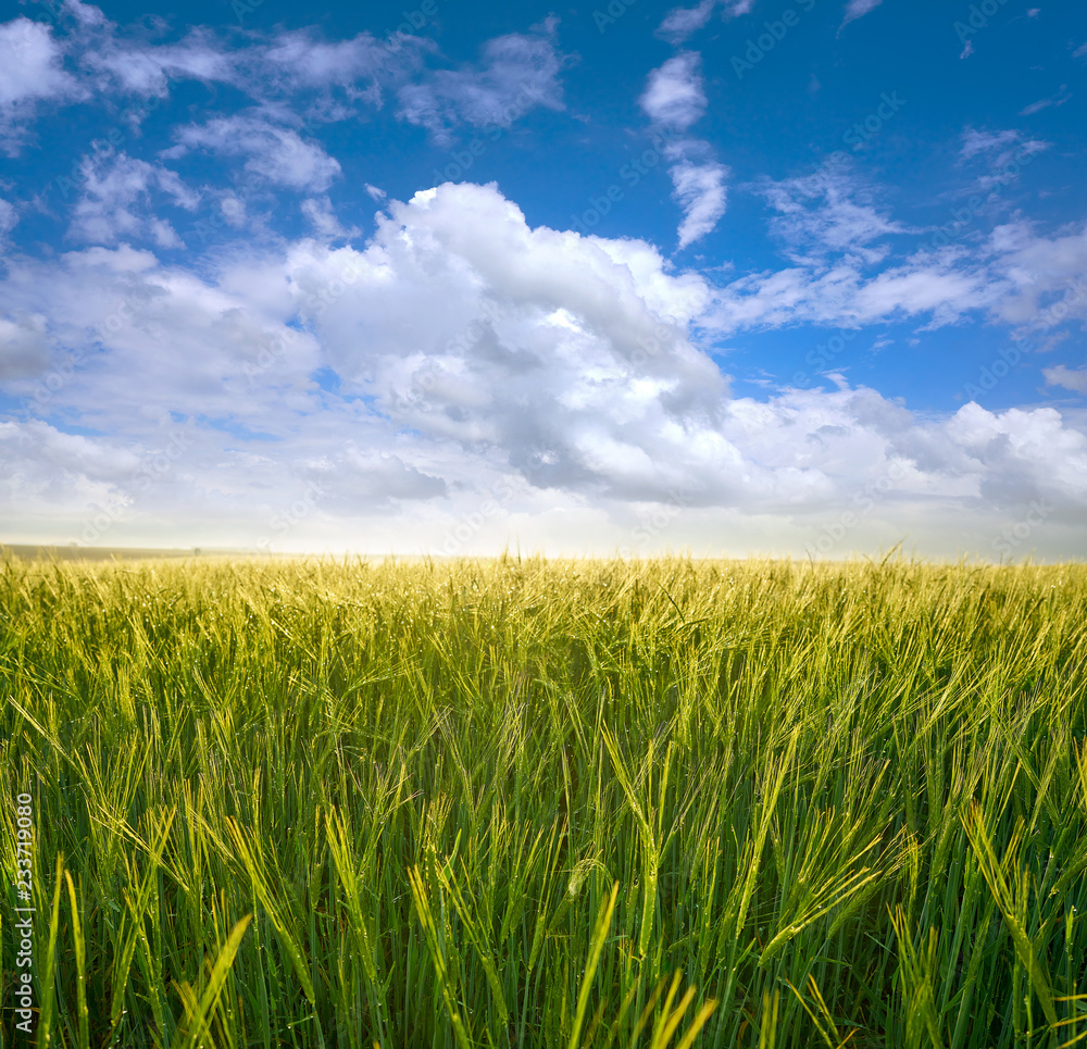 Green cereal fields under blue sky