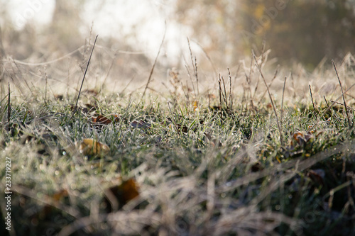 Frozen grass with frost. Background, Texture.