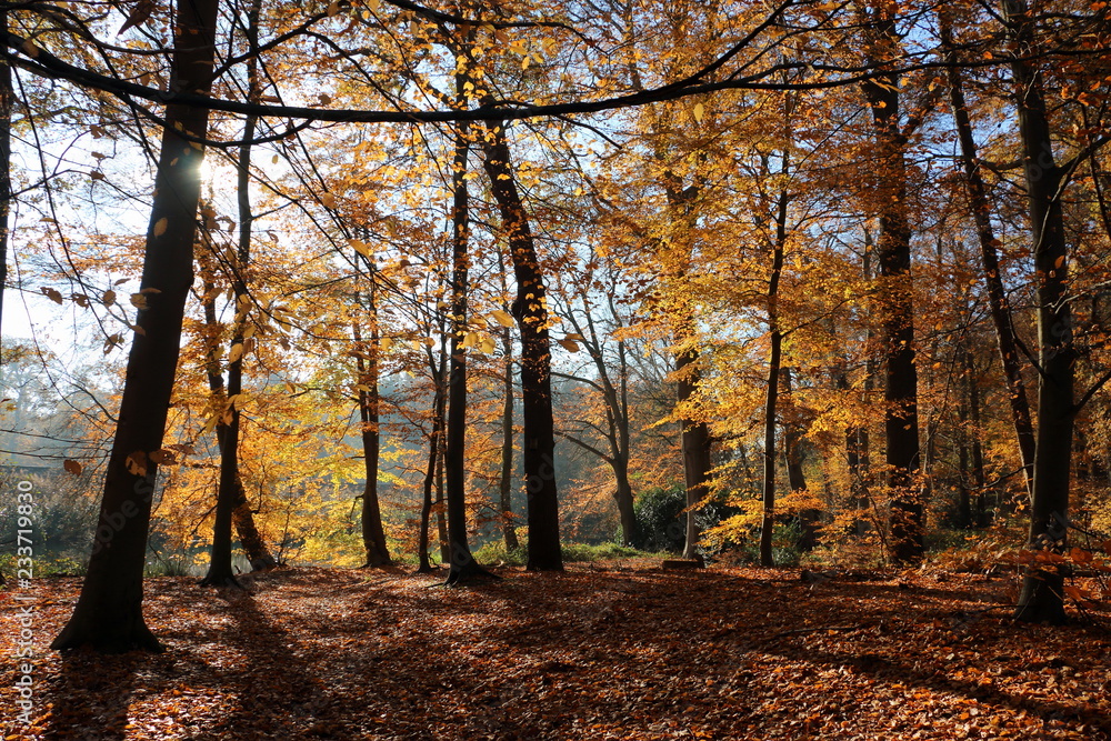 Beech forest in the Netherlands nearby Dalfsen Beech forest in the Netherlands nearby Dalfsen