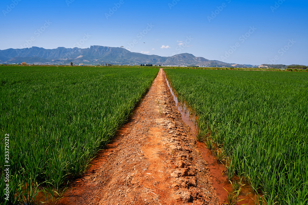 Fotografie Rice fields in Valencia at Corbera Sierra