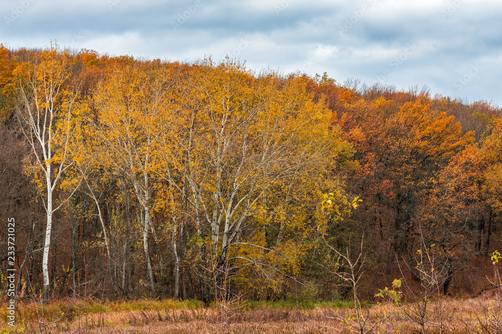 Several poplar trees battered among the powerful walls of autumn oak and maple. SThe brightest time of autumn is golden autumn. 