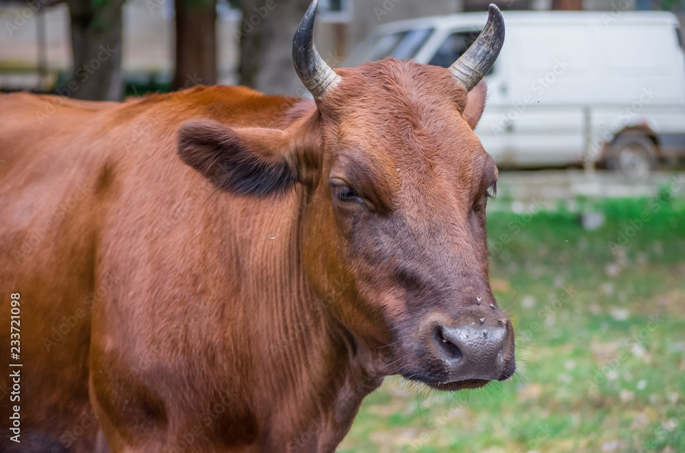Cow Portrait. A Farm Animal Grown for Organic Meat Cow Portrait. A Farm Animal Grown for Organic Meat
