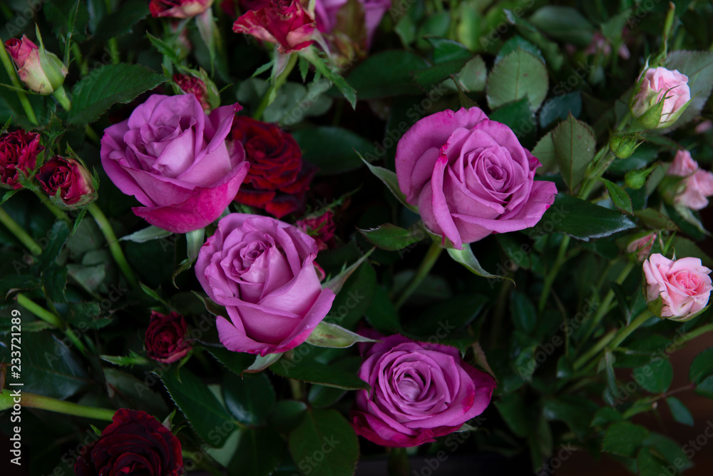 Bouquet of fresh roses. Bouquet of fresh roses.