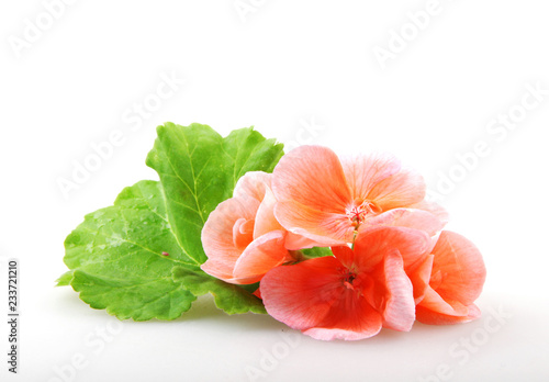 Fototapeta Naklejka Na Ścianę i Meble -  Geranium Pelargonium Flowers Isolated On White