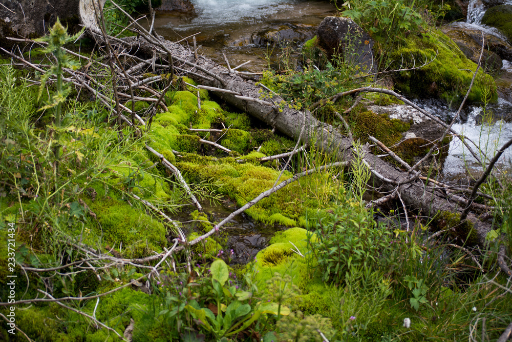 moss in the mountain river moss in the mountain river