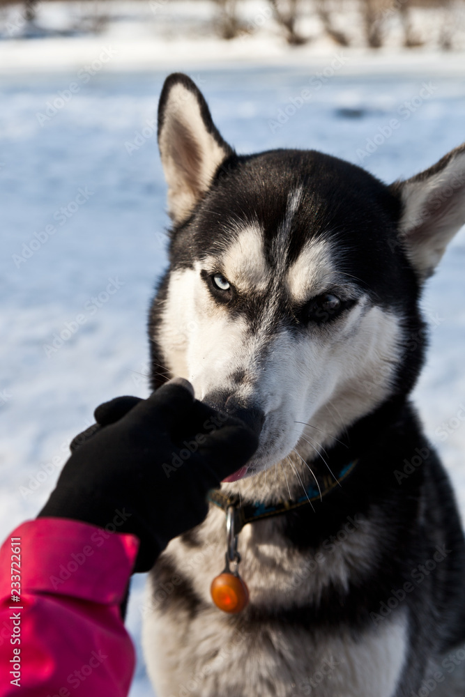 Dog breed Siberian Husky takes a piece of the delicacy from the hand of its owner