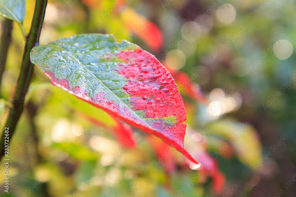 Red & Green Autumn Leaf