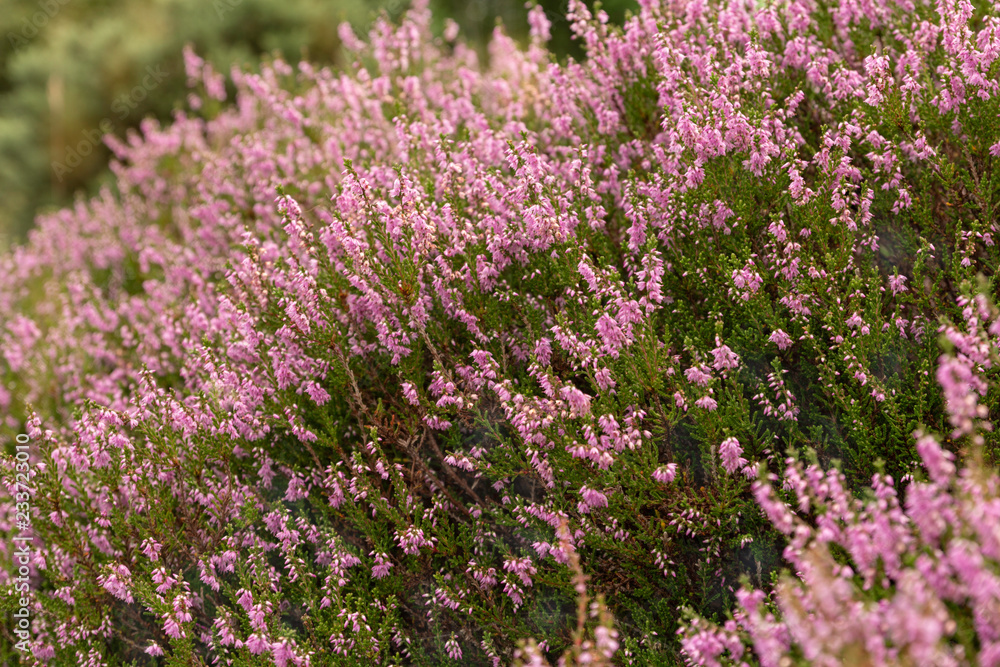 purple heather flowers in the field