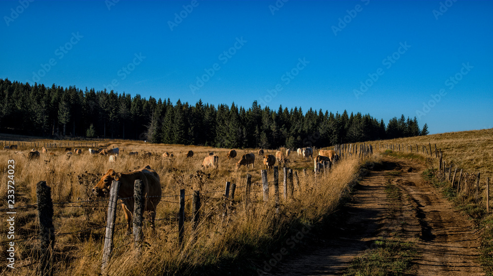 Fototapeta premium Plateau d'Aubrac, Aveyron, France