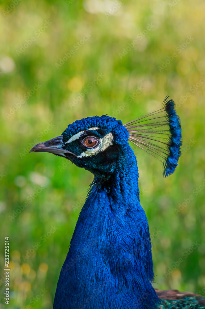 Portrait of peacock in cage at zoo, bokeh background. (Pavo Cristatus) Portrait of peacock in cage at zoo, bokeh background. (Pavo Cristatus)