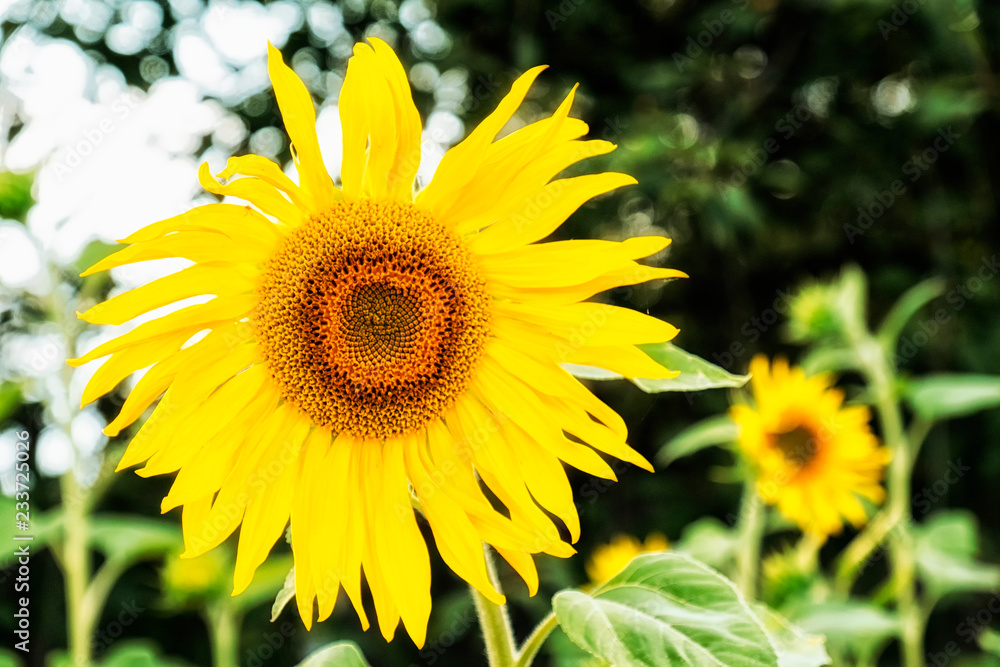Obraz premium big beautiful summer yellow sunflower