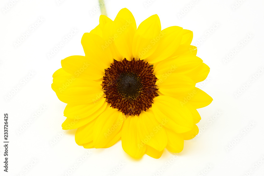 Obraz premium Sunflowers
