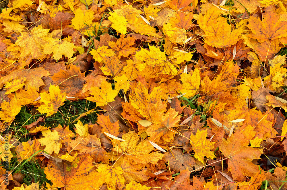 Fallen yellow leaves on the ground. Autumn maple leaf background