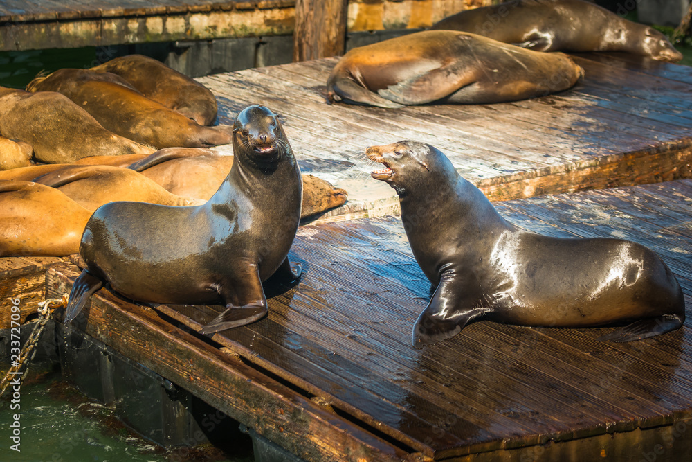 Fototapeta premium state sea lion