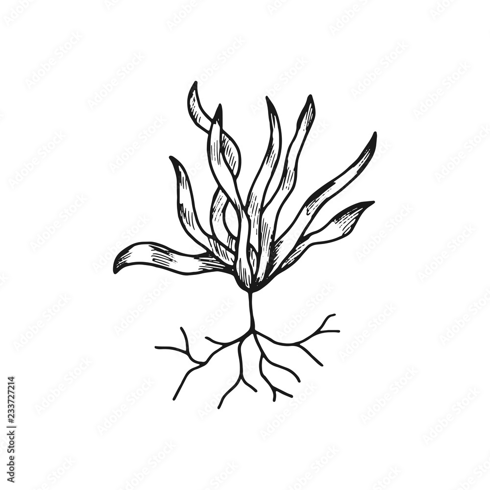 Fototapeta alga edible underwater vector icon. sketch isolated object