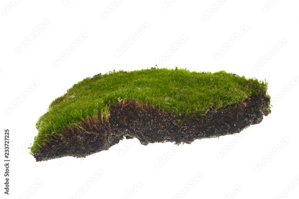 Fototapeta premium moss isolated on white background