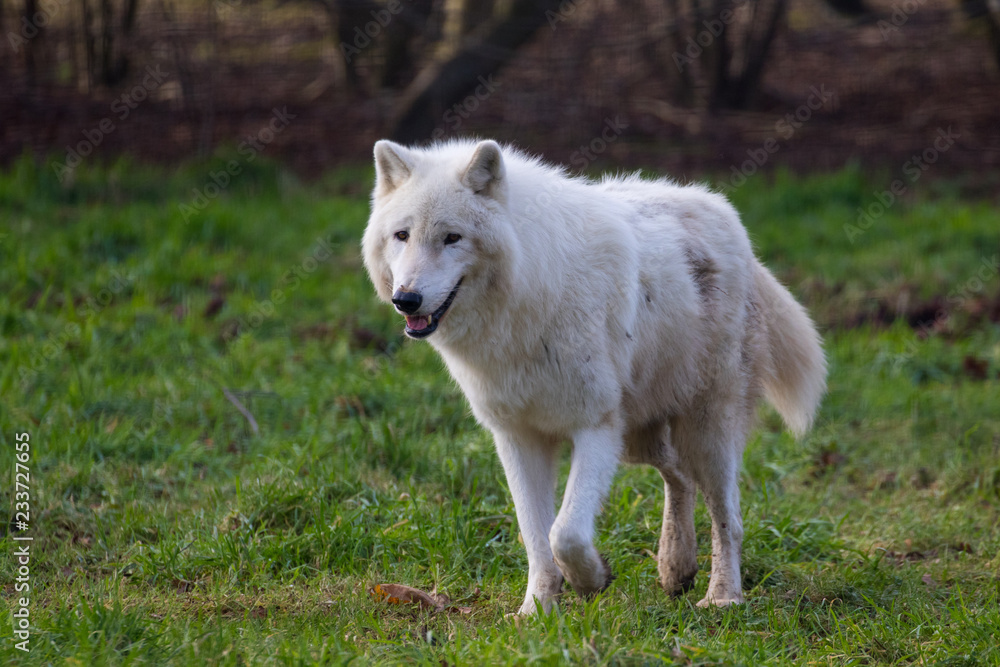 Arctic wolf (Canis lupus arctos), also known as the white wolf or polar wolf, Arctic wolf (Canis lupus arctos), also known as the white wolf or polar wolf,