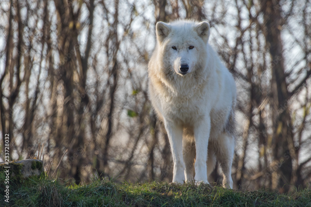 Obraz premium Arctic wolf (Canis lupus arctos), also known as the white wolf or polar wolf,