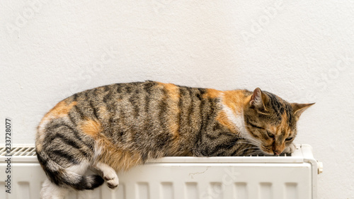 domestic cat sleeping and relaxing on a warm radiator