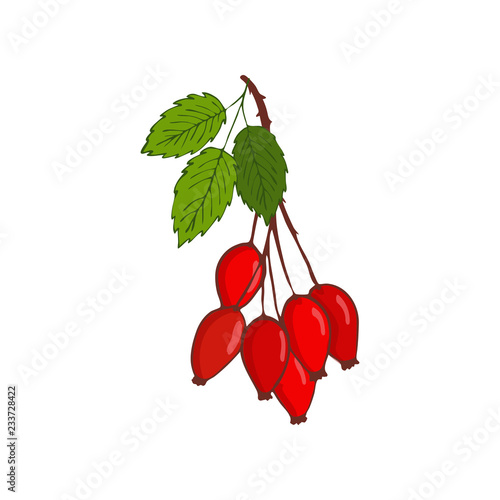 bunch of hip rose or rosehip. twig with berries and leaves