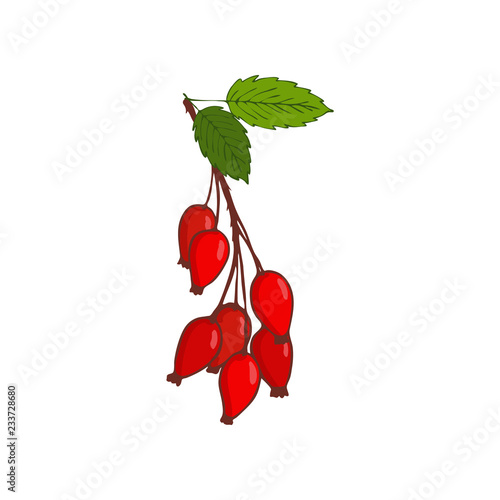 bunch of hip rose or rosehip. twig with berries and leaves