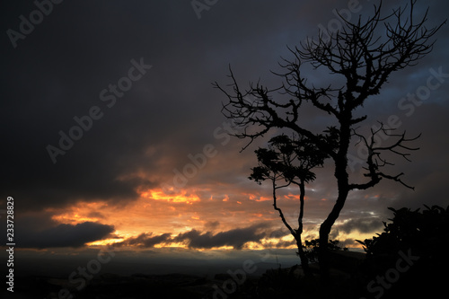 Trees silhouettes at sunrise in Brazil