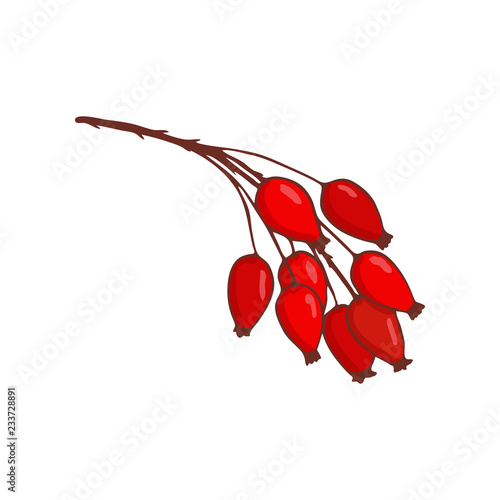 bunch of hip rose or rosehip. Isolated twig with red berries