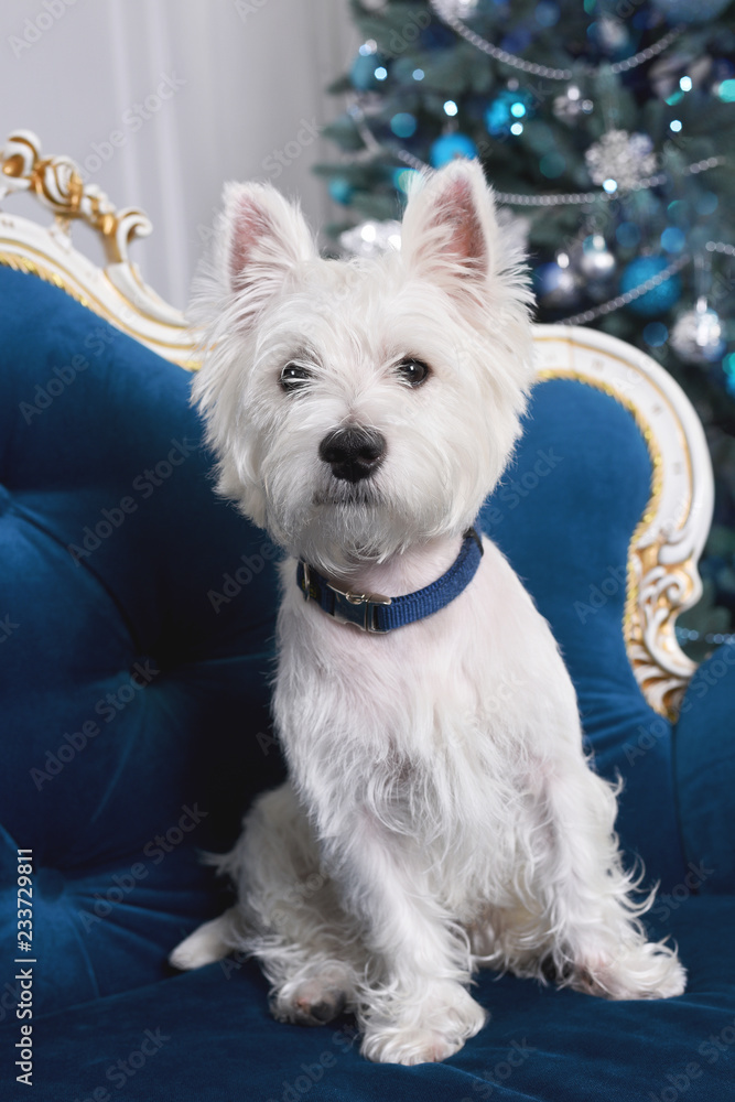 West Highland White Terrier in blue chair against the background of Christmas tree West Highland White Terrier in blue chair against the background of Christmas tree
