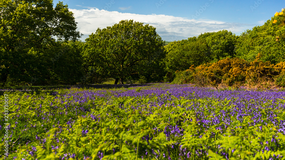 Obraz premium Bluebells In A Field At Tŷ Canol Woods