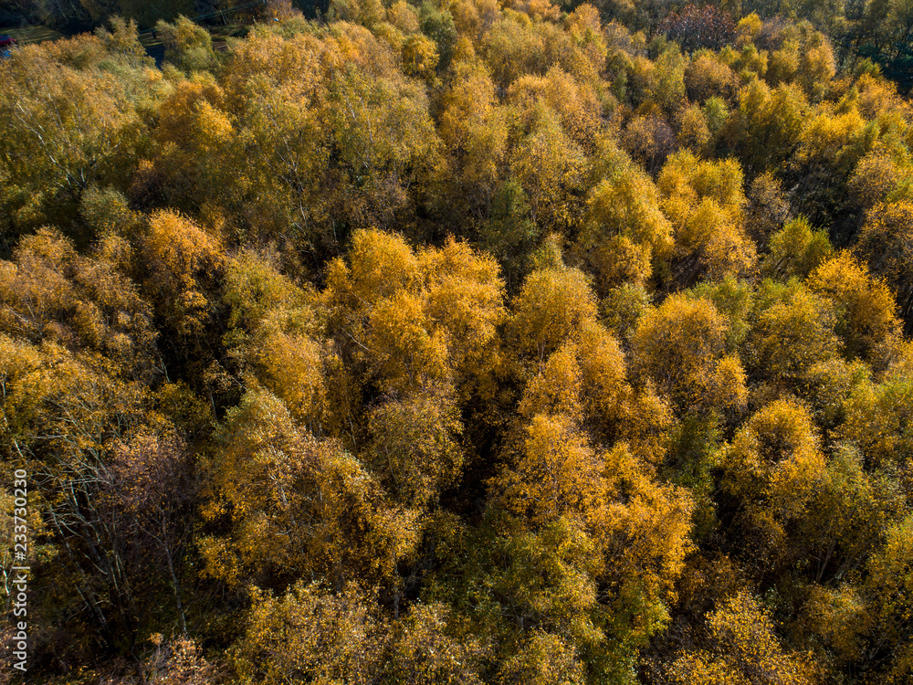 Aerial View of Autumn Trees