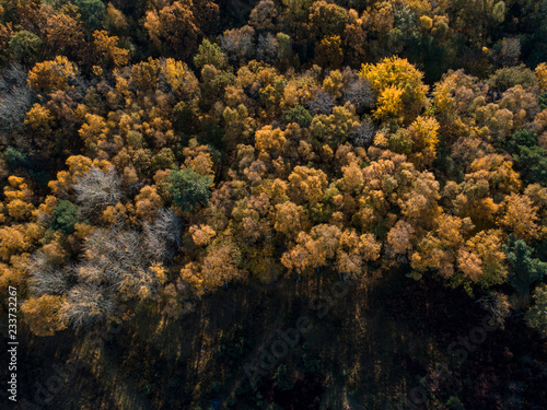 Aerial View of Autumn Trees