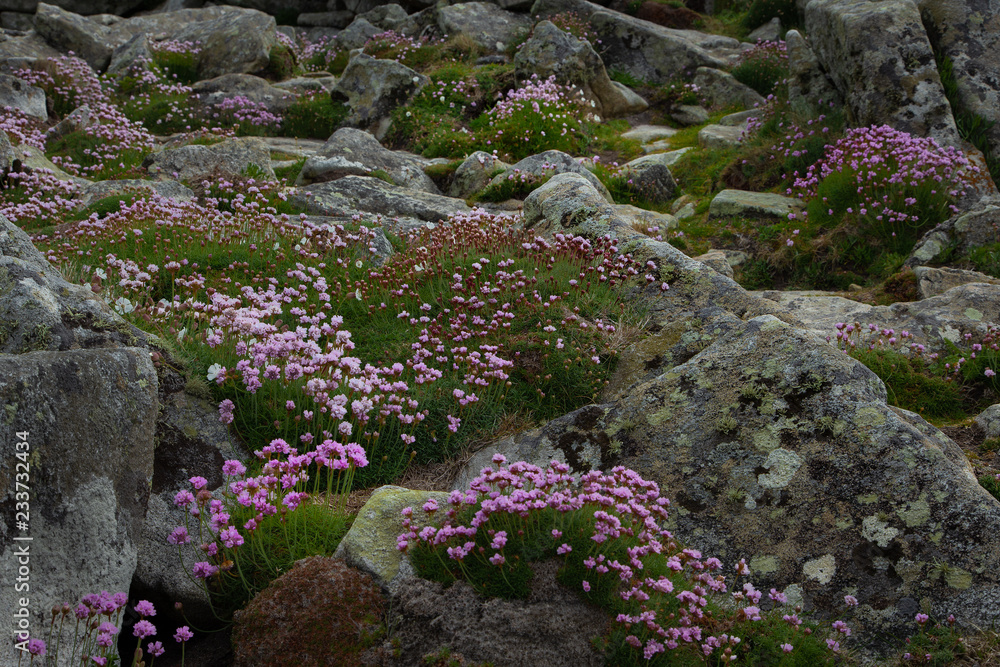 Rocky Landscape with pink flowers Rocky Landscape with pink flowers