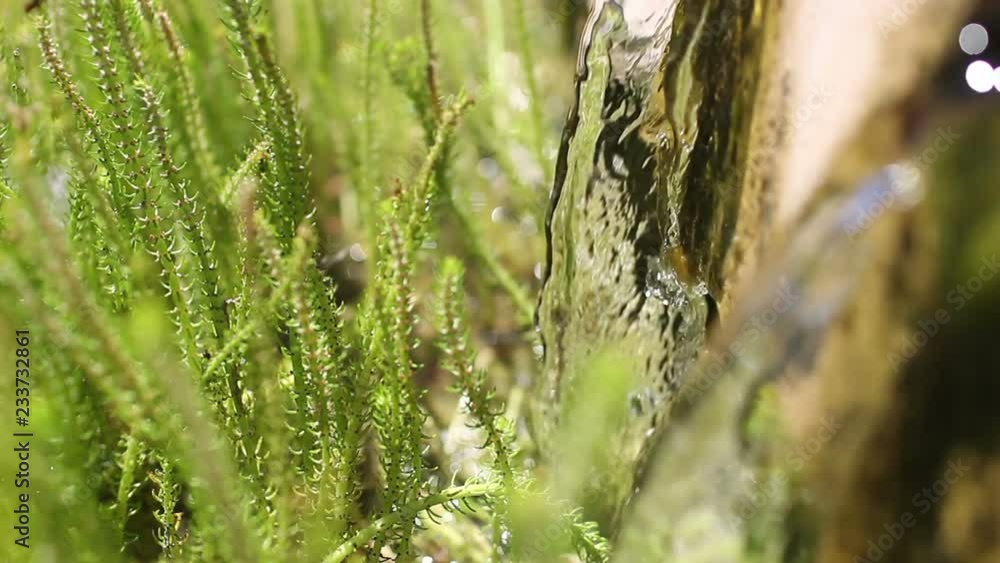 grass in the water grass in the water