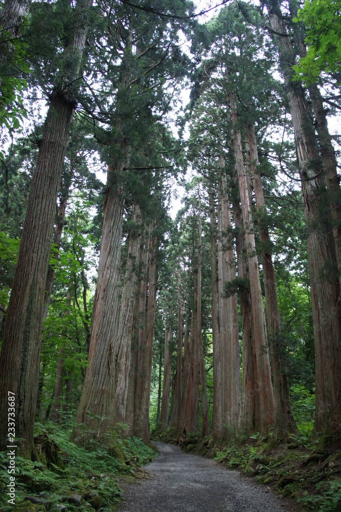 戸隠の杉並木 戸隠の杉並木