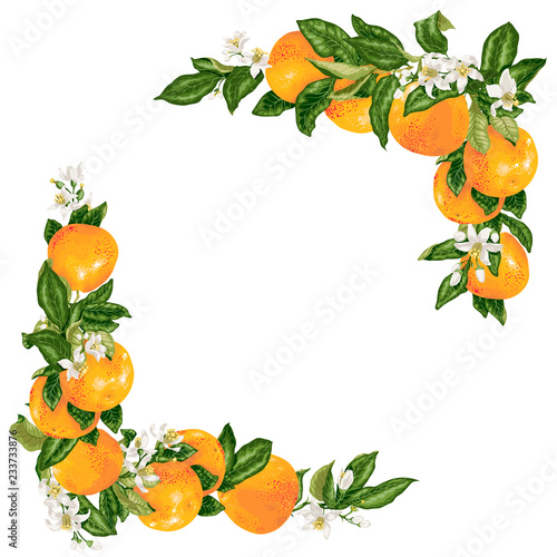 Vector grapefruit branches in a frame decoration