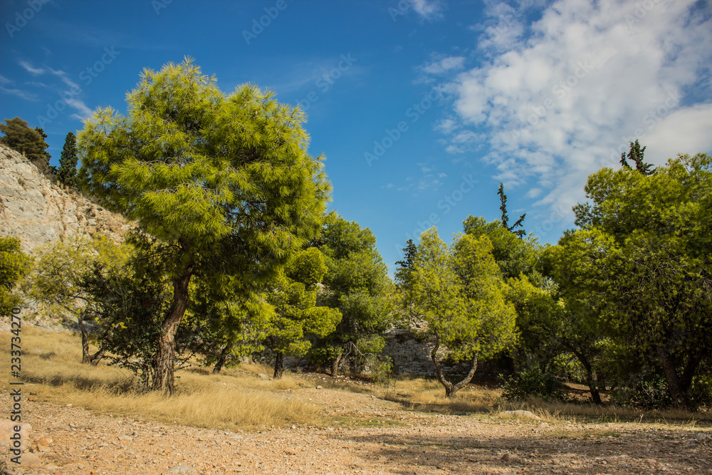 south exotic park outdoor mountain rocks nature Savannah landscape with vivid green trees on a ground and bare stones in clear bright summer weather time south exotic park outdoor mountain rocks nature Savannah landscape with vivid green trees on a ground and bare stones in clear bright summer weather time