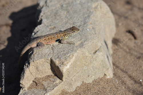 Sunbathing lizard 