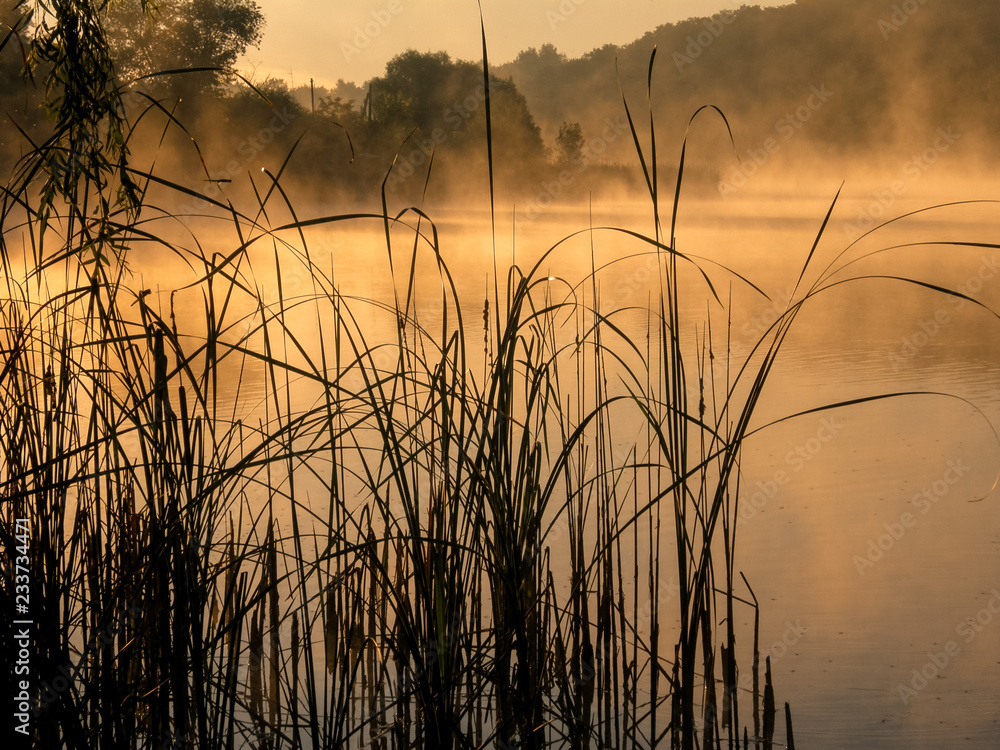 Reed and lake in the morning mist Reed and lake in the morning mist