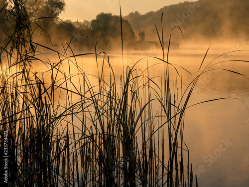 Reed and lake in the morning mist