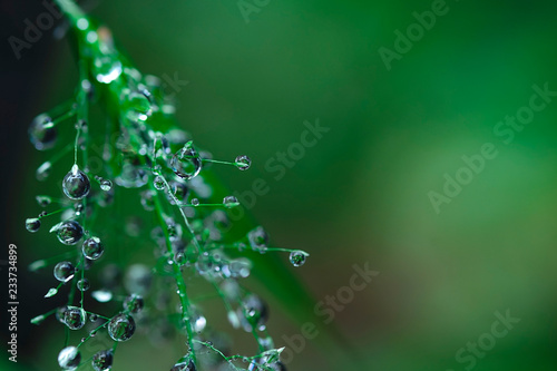 water drop on leaf background.