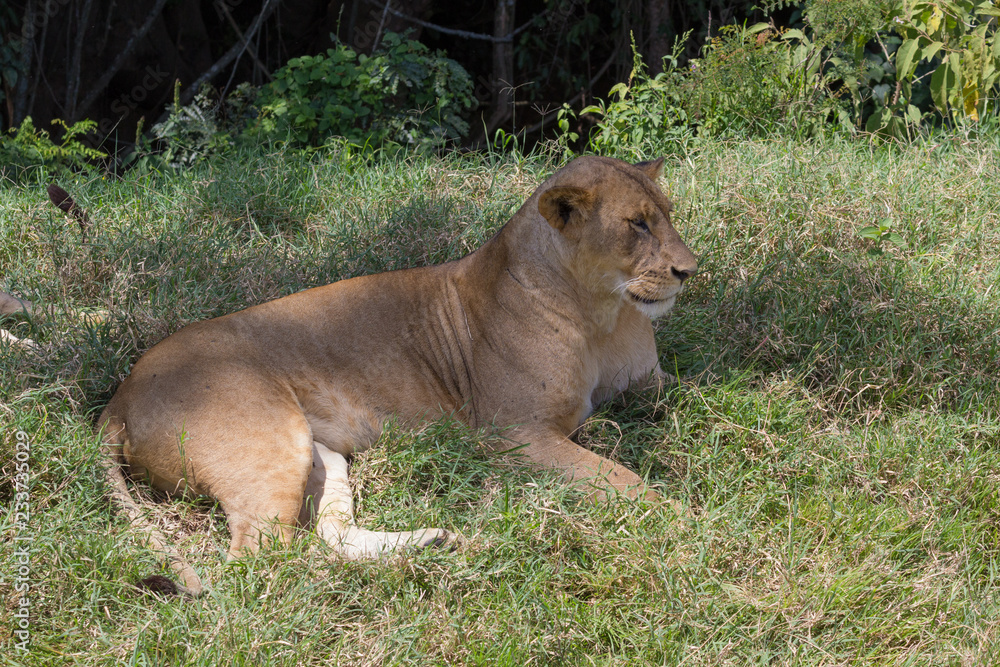 Naklejka premium Lioness laying on the grass in Kenya