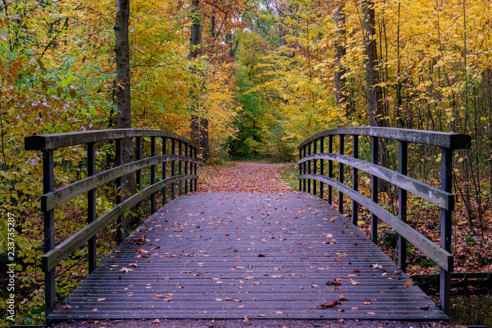 walkway in a park in autumn